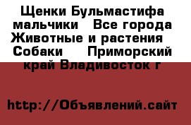 Щенки Бульмастифа мальчики - Все города Животные и растения » Собаки   . Приморский край,Владивосток г.